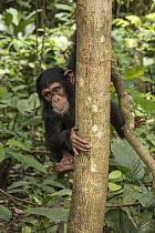 Chimpanzee (Pan troglodytes) orphan Daphne in tree, Ape Action Africa, Mefou Primate Sanctuary, Cameroon