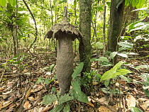 Termite mound in tropical rainforest, Korup National Park, western Cameroon