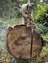 Rainforest tree being logged to clear area for palm oil plantation, western Cameroon