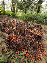 African Oil Palm (Elaeis guineensis) fruit in small plantation in rainforest, western Cameroon