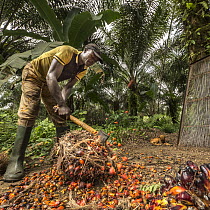 African Oil Palm (Elaeis guineensis) fruit being harvested in small plantation in rainforest, western Cameroon