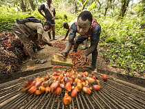 African Oil Palm (Elaeis guineensis) fruit being harvested in small plantation in rainforest, western Cameroon