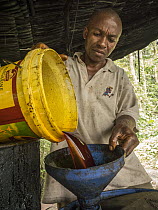 African Oil Palm (Elaeis guineensis) fruit oil being processed, western Cameroon