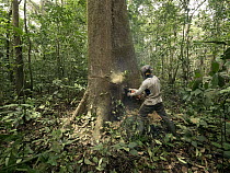 Rainforest tree being logged to clear area for oil palm plantation, western Cameroon