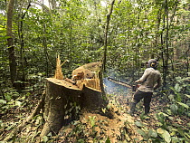 Rainforest tree being logged to clear area for oil palm plantation, western Cameroon