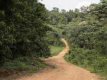Road through tropical rainforest, Ebo Wildlife Reserve, Cameroon