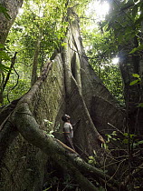 Conservationist, Abwe Egong, in giant rainforest buttress root, Ebo Wildlife Reserve, Cameroon