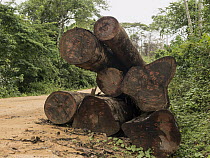 Rainforest logs on logging road, Cameroon