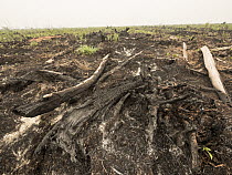 Recently cleared and burnt tropical rainforest to convert area for oil palm plantation, West Kalimantan, Borneo, Indonesia