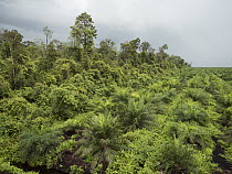 African Oil Palm (Elaeis guineensis) plantantion next to rainforest, West Kalimantan, Borneo, Indonesia