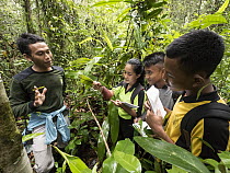 Pitcher Plant (Nepenthes sp) being learned about by junior high students in high conservation area within plantation, West Kalimantan, Borneo, Indonesia