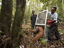 Orangutan (Pongo pygmaeus) male being released after being rescued from 2015 fires, Gunung Palung National Park, West Kalimantan, Borneo, Indonesia