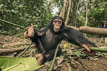 Chimpanzee (Pan troglodytes) orphan Larry, Ape Action Africa, Mefou Primate Sanctuary, Cameroon