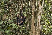 Chimpanzee (Pan troglodytes) orphan Daphne playing in trees, Ape Action Africa, Mefou Primate Sanctuary, Cameroon