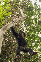 Chimpanzee (Pan troglodytes) orphan Daphne climbing and feeding in tree, Ape Action Africa, Mefou Primate Sanctuary, Cameroon