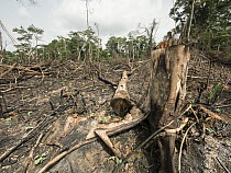 Slash-and-burn deforestation, near Mefou Primate Sanctuary, Cameroon