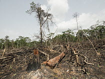 Slash-and-burn deforestation, near Mefou Primate Sanctuary, Cameroon
