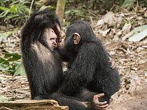 Chimpanzee (Pan troglodytes) orphans Daphne and Larry playing, Ape Action AFrica, Mefou Primate Sanctuary, Cameroon