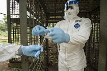 Chimpanzee (Pan troglodytes) virology team collecting samples from chimpanzee cage during monkey pox disease outbreak in August 2016, Ape Action Africa, Mefou Primate Sanctuary, Cameroon