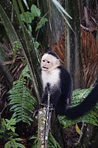 White-faced Capuchin (Cebus capucinus), Costa Rica