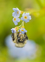 Bumblebee (Bombus sp) on flower, Juneau, Alaska