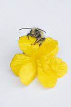 Honey Bee (Apis mellifera) on flower, Alaska