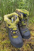Moss on abandoned hiking boots, Finger Bay, Adak Island, Aleutian Islands, Alaska