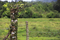 Living fence, Golfito, Costa Rica