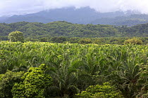 African Oil Palm (Elaeis guineensis) plantation and tropical rainforest, Golfito, Costa Rica