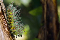 Caterpillar, Golfito, Costa Rica