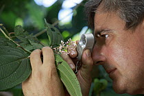 Botanist, Dr. Anton Weissenhofer, examining plant in tropical rainforest, Golfito, Costa Rica