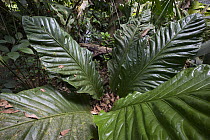 Arum (Araceae), Golfito, Costa Rica