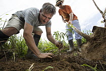 Trees being planted in pasture for tropical rainforest regeneration, Golfito, Costa Rica