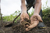 Conservationist holding soil with earthworms during replanting in pasture for tropical rainforest regeneration, Golfito, Costa Rica