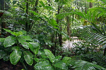 Primary tropical rainforest, Golfito, Costa Rica