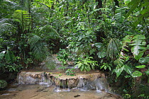 Creek in primary tropical rainforest, Golfito, Costa Rica