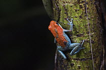 Granular Poison Dart Frog (Dendrobates granuliferus) female carrying tadpole, Costa Rica