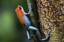 Granular Poison Dart Frog (Dendrobates granuliferus) female carrying tadpole, Costa Rica