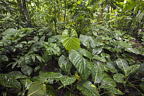 Primary tropical rainforest, Costa Rica