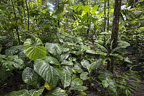 Primary tropical rainforest, Costa Rica