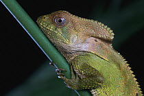 Helmeted Iguana (Corytophanes cristatus), Golfito, Costa Rica