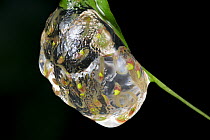 Frog eggs on leaf, Golfito, Costa Rica