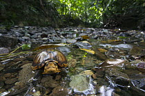 White-lipped Mud Turtle (Kinosternon leucostomum) in creek, Golfito, Costa Rica