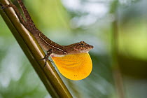 Many-scaled Anolis (Anolis polylepis) in territorial display, Golfito, Costa Rica