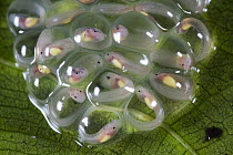 Reticulated Glass Frog (Hyalinobatrachium valerioi) egg clutch, Golfito, Costa Rica