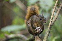 Red-tailed Squirrel (Sciurus granatensis) feeding on nut, Osa Peninsula, Costa Rica