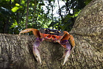 Halloween Crab (Gecarcinus quadratus) in rainforest, Osa Peninsula, Costa Rica