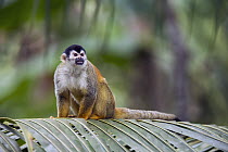 Black-crowned Central American Squirrel Monkey (Saimiri oerstedii), Golfito, Costa Rica