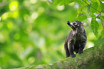 White-nosed Coati (Nasua narica), Osa Peninsula, Costa Rica