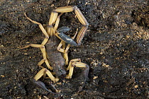 Black-pincered Bark Scorpion (Centruroides bicolor), Osa Peninsula, Costa Rica